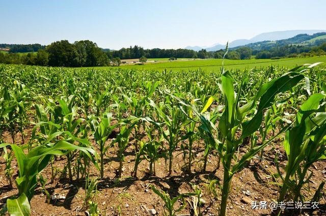 夏玉米啥时候播种穗大籽饱产量高？怎样播种才能亩产1700斤？