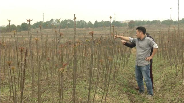 贵过车厘子的香椿，1亩赚1万元，每天采100斤不愁销！大哥种了20亩，有眼光