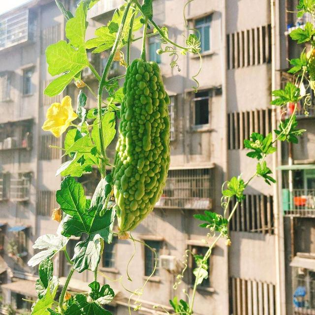 阳台种苦瓜，开花爬藤快，节节都有瓜，凉拌去火，减肥快