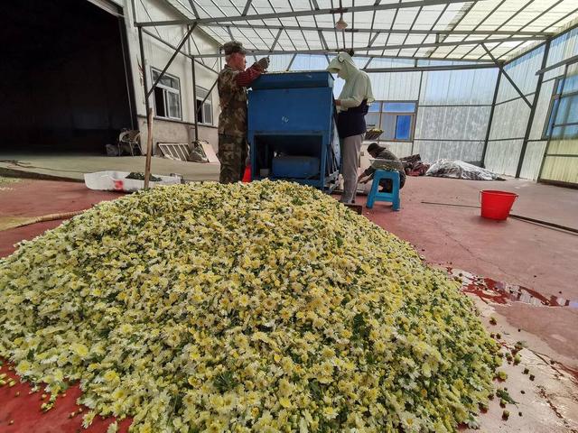 铁岭县小红石村：菊花香飘，助农增收