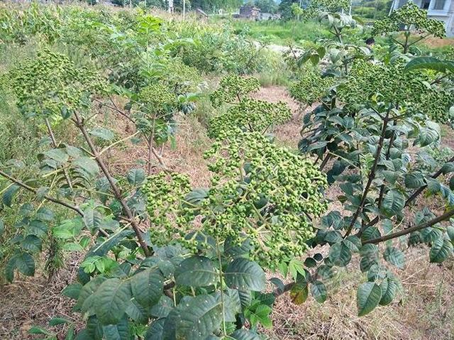 吴茱萸种植面积大幅增加，一亩种苗竟卖出15万元的惊天暴利