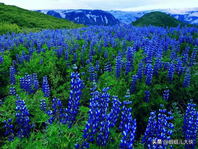 十种象征天空蓝的花草，带你徜徉在宽广无比的蓝色花海中，醉了