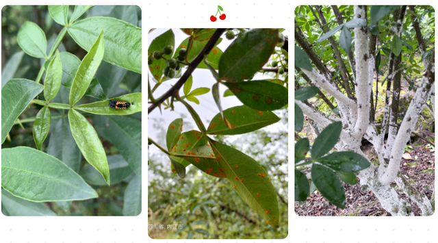 惠椒网技术下乡——四川青花椒种植管理问题整理和技术分享