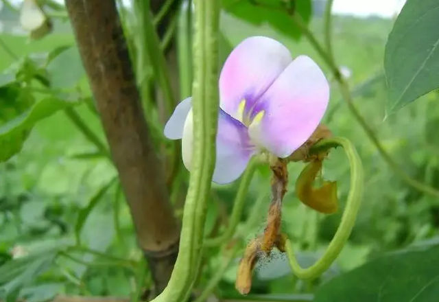 如何利用日光温室，实现早春菜豆间作萝卜一秋芹菜高效栽培？