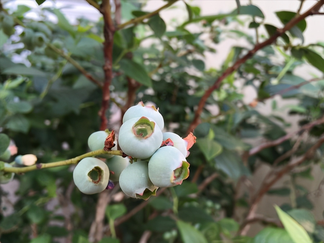 家庭栽培蓝莓，选对品种很重要，分享5种适合家庭栽培的蓝莓品种