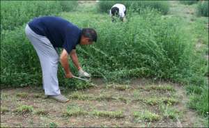 适宜林下种植的牧草(农村养殖户注意啦，种养结合生态养殖六大牧草)