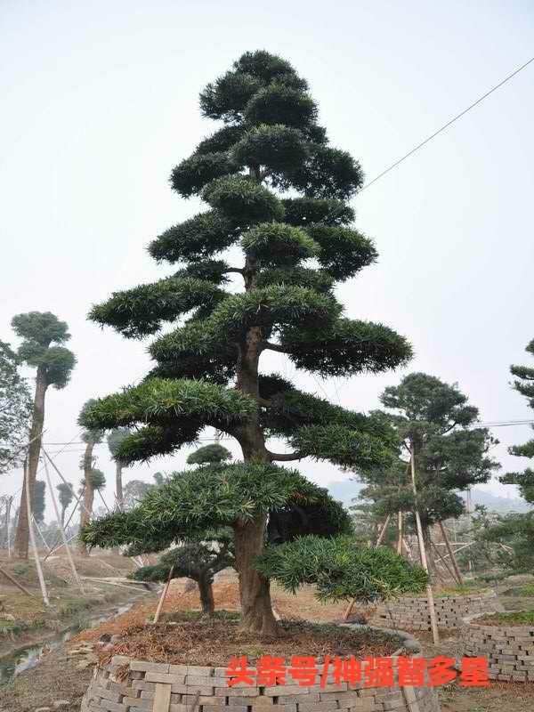 黑松，栩栩如生的盆景，在园艺大师的哺乳下，价值和视觉倍增