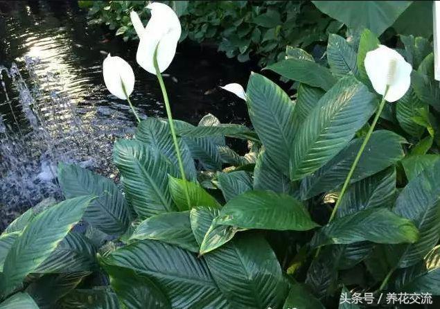 15种特别容易开花的室内植物，叶子和花朵肉那么好看