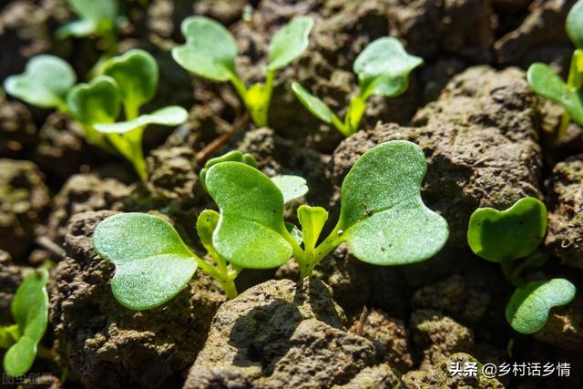 萝卜和白菜出苗后，务必做好一防、一管、一促，后期长势全靠这