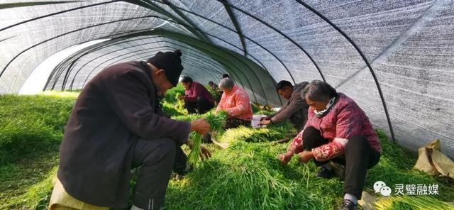 娄庄镇汴河村：芦蒿种植助推村民快速走上致富路