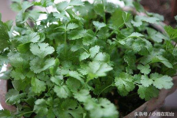 家里种香菜，用一个小妙招，苗出的又快又齐又多，长势特别旺