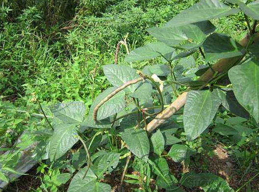 优质红小豆高产栽培技术，及田间管理方法，科学种植提高产量