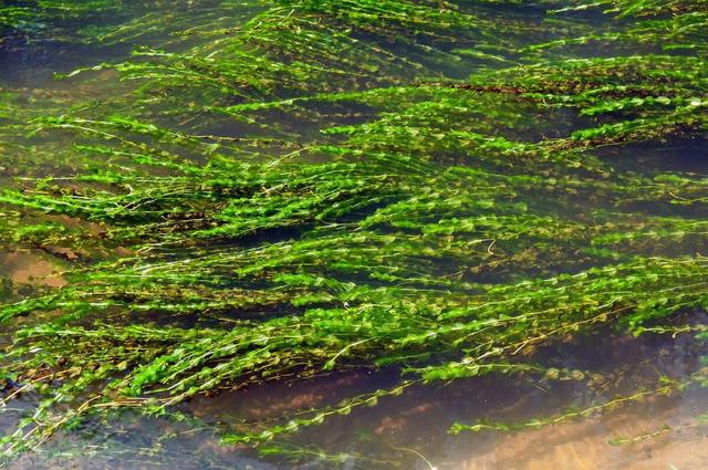 水生植物种子撒水里，沾水就能冒芽吗？