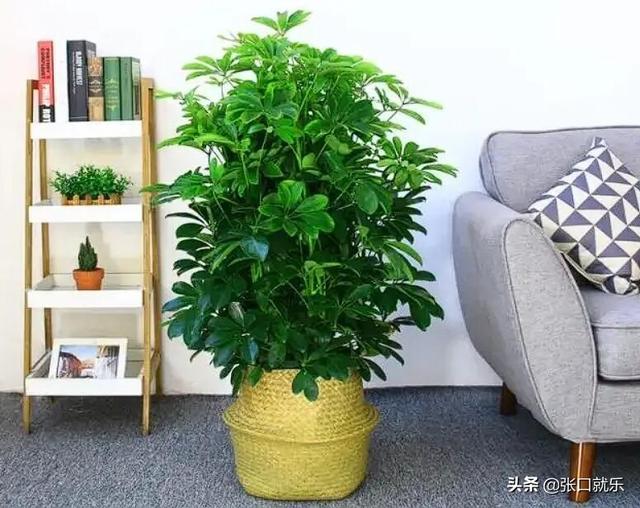 客厅养好5种热带大型植物，高端大气上档次