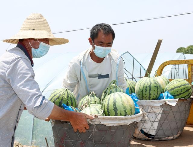 上海战疫丨西瓜来了！本市蔬菜瓜果上市量回升将加强产销对接