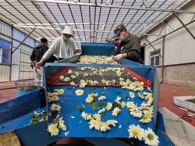 铁岭县小红石村：菊花香飘，助农增收