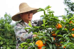 砂糖橘种植管理(砂糖桔种植技术：砂糖橘种植过程要注意以下两点，大幅度提高产量)