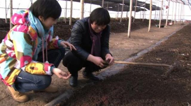 安徽女子徒手抓牛粪，在牛粪里淘“黄金”，2015年年入200万