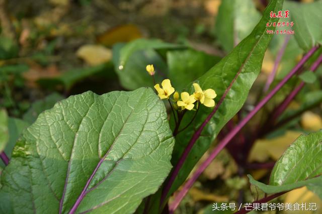 芒果君爷爷：红菜苔炒腊肉，品味湖北从这道中国名菜开始