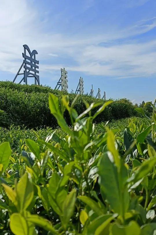 茶要“有机”，需要具备这些条件！