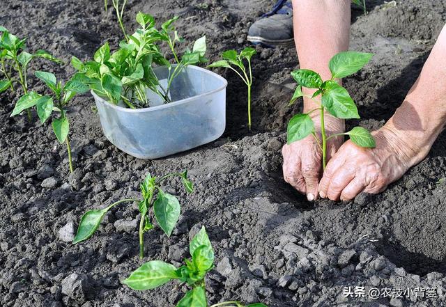 辣椒怎样栽种才能更多开花结果提高产量？教你几个种植技巧