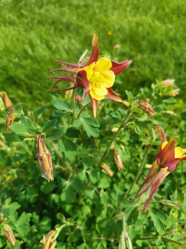 北方特耐寒的耧斗菜，花朵模样清奇，养院子里百看不厌