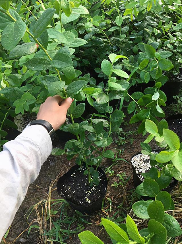 阳台种蓝莓，一棵“结十斤”，吃一个冒一串，孩子吃了视力好