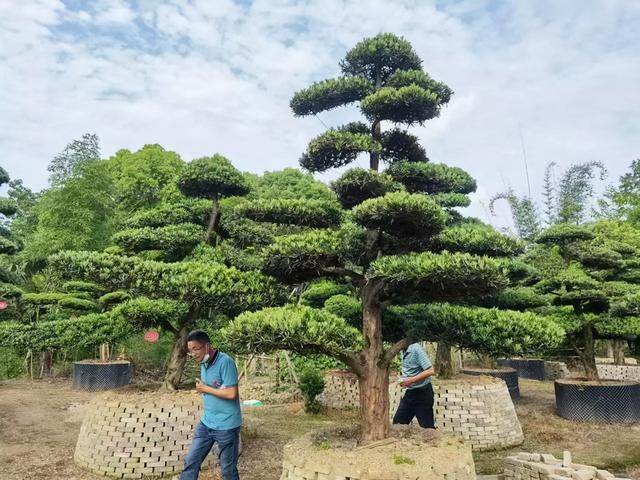 庭院里种“富贵树”，十家有九富，栽这6种树，积蓄好运气