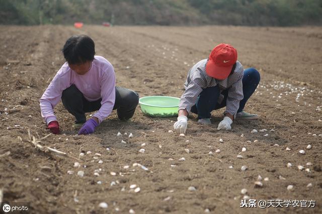 卖价更高的独头蒜，是怎样种出来的？蒜种、播种时间都是关键