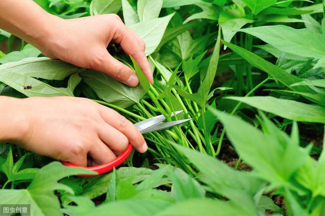 适合秋冬季节阳台种的“懒人菜”，成活率高，生长速度快