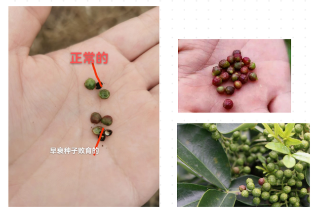 惠椒网技术下乡——四川青花椒种植管理问题整理和技术分享