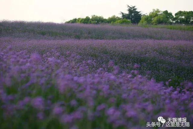 500亩薰衣草提前绽放，这片紫色花海无锡人不能错过