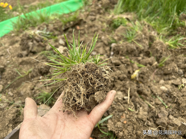 最全高羊茅草坪种植方法都在这里啦！赶紧收藏起来！