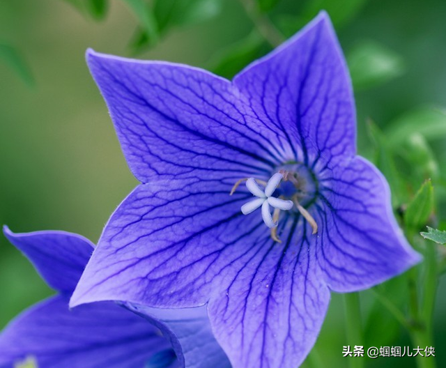 十种象征天空蓝的花草，带你徜徉在宽广无比的蓝色花海中，醉了