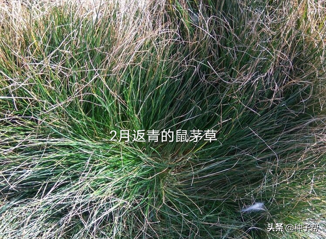 果园种鼠茅草，4-5年不用花钱除草，疏松土壤，投入低，效益高