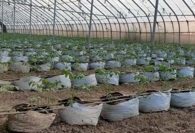 老大棚试着换成无土栽培，种瓜果产量高，比土壤种植要简单