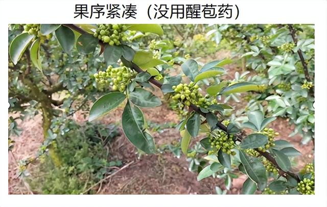 惠椒网技术下乡——四川青花椒种植管理问题整理和技术分享