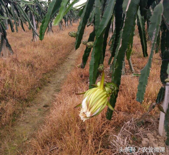 火龙果如何进行土壤管理？这两个观点你认同吗