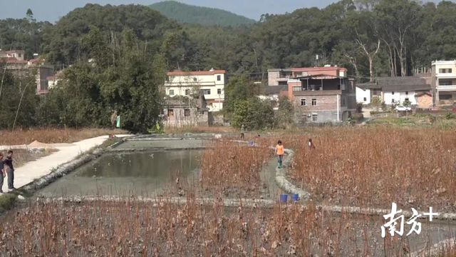 农户增收的秘密，莲藕种植地里的立体经济