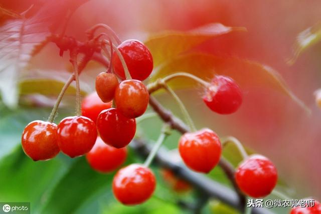 樱桃全年（1-12月份）管理技术要点，值得收藏的樱桃种植宝典