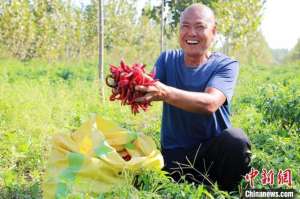 红辣椒种植一亩地利润(河北平乡：万亩红辣椒映红致富路)