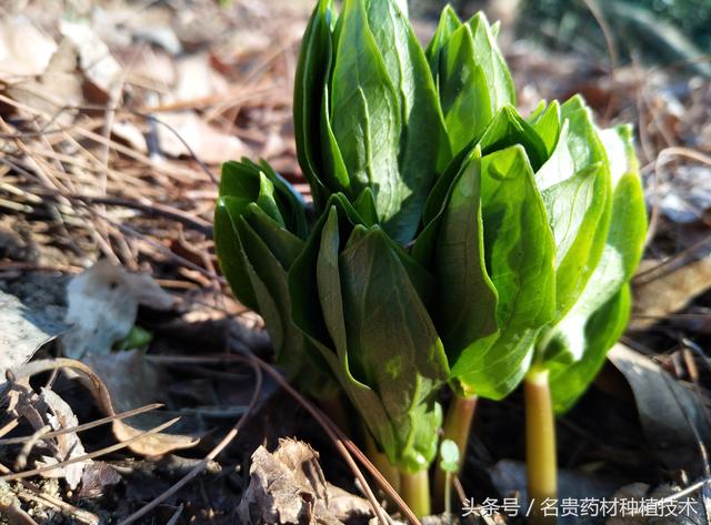 怎样种植重楼？重楼种植时间，有哪些技术要点，栽培后期管理