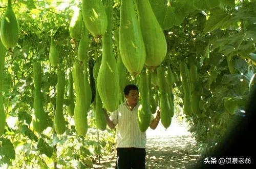 神奇蔬菜“砍瓜”的种植要点