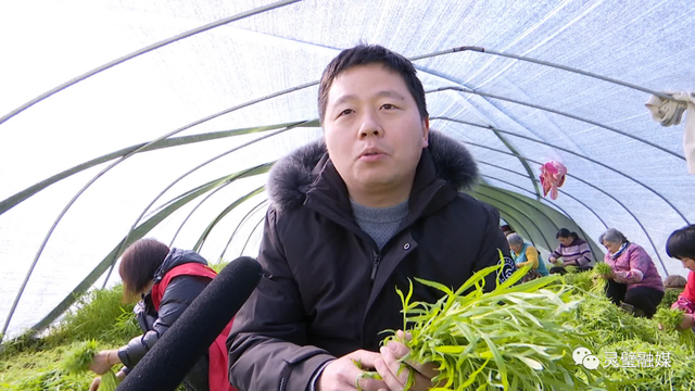 娄庄镇汴河村：芦蒿种植助推村民快速走上致富路