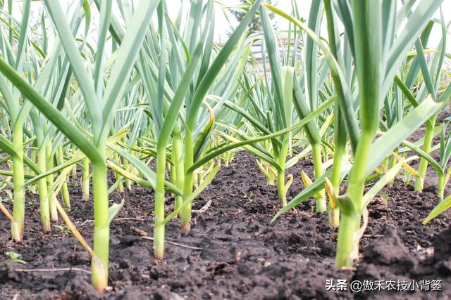 不分瓣的单瓣独头蒜是怎样种出来的？掌握住这8个种植技巧