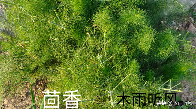 茴香怎样种植？茴香种植的方法与要点