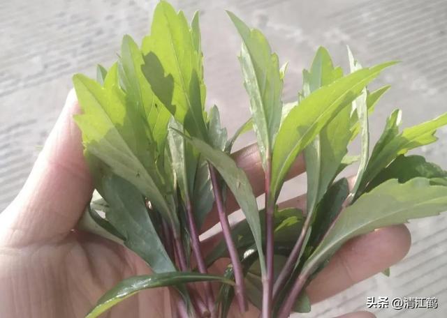 如何高效种植特种蔬菜马兰菜？好吃又好卖，4步骤搞定增产丰收