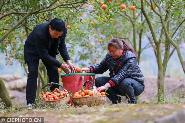 贵州黔西：金钱橘采摘忙