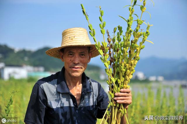 芝麻年消费量过百万吨，产销缺口超70万吨，农民该如何种好它？