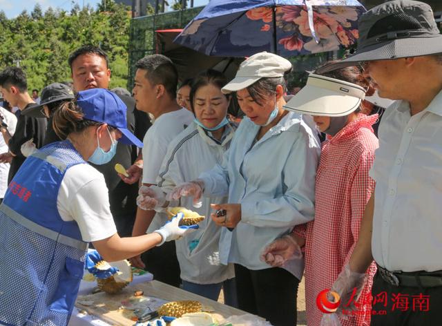 海南三亚国产“树上熟”榴莲迎来采摘期